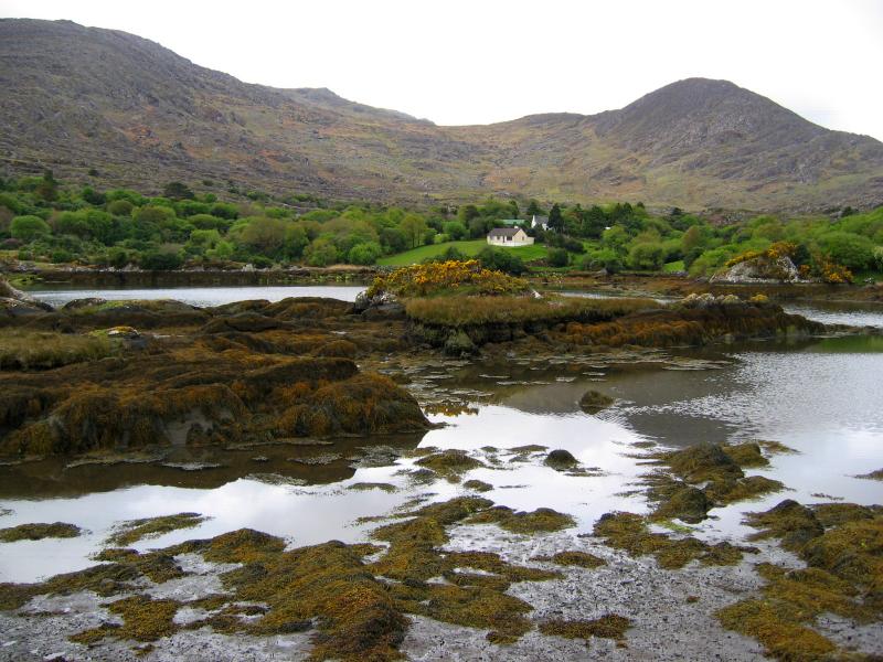 Beara