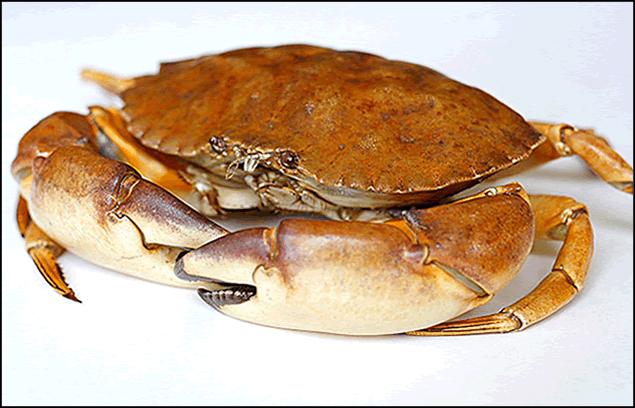 Crab