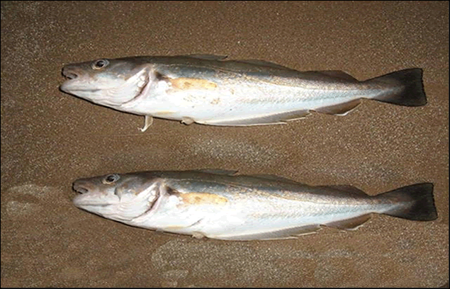 Whiting