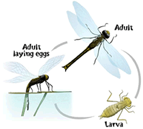 Life Cycle of Dragonfly