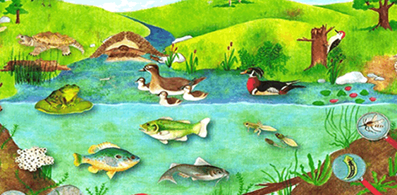Pond Life Home Page