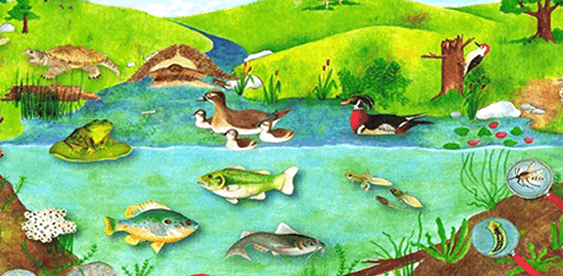 Pond Life Home Page Pond Life Home Page