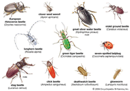 Various beetles