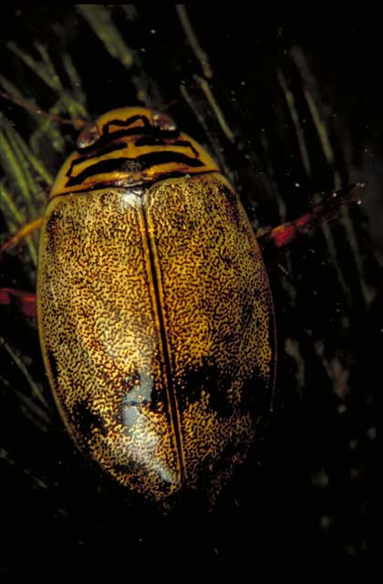 Diving Beetle