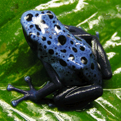 Colourful Frogs