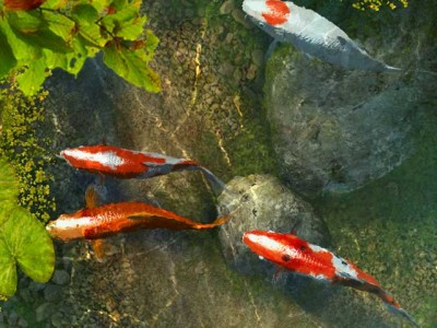 Both a Chinese and a Japanese cruise fish to These might be Koi fish in fish