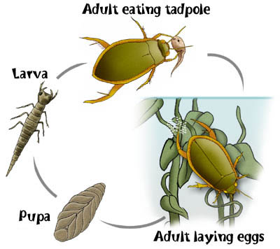 What does a whirligig beetle eat, and what eats it?