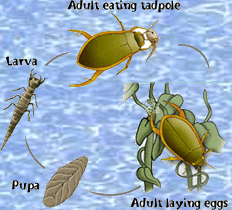 Life Cycle of Diving Beetle