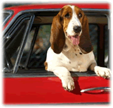dog leaning out car window