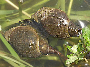 Pond Snail